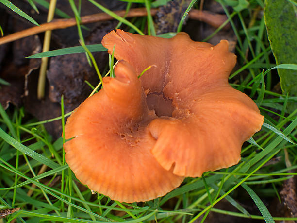 Laccaria spec. or deceiver mushroom The Laccaria mushroom is also know as deceiver and belongs to the family of the Hydnangiaceae laccata stock pictures, royalty-free photos & images