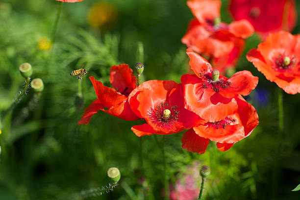 bee in a flower garden with poppies stock photo