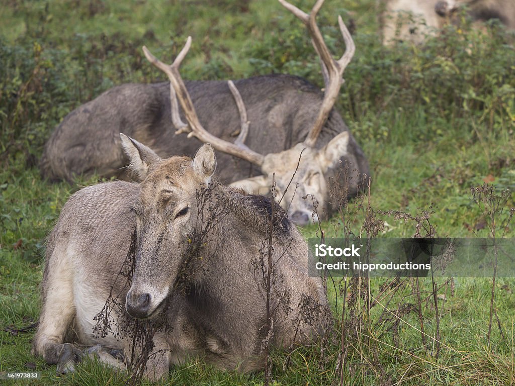 Group of Pere David's Deer waking up Pere David's Deer also known as Father David Deer waking up on an early autumn morning China - East Asia Stock Photo