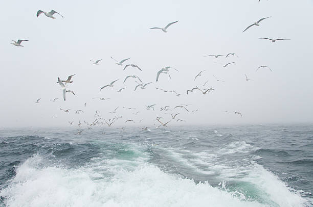istock Deep sea fishing. The catch of cod. 461976855