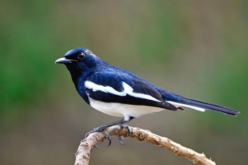 Beautiful black and white bird, male Oriental Magpie Robin (Copsychus saularis), standing on a branch, side profile