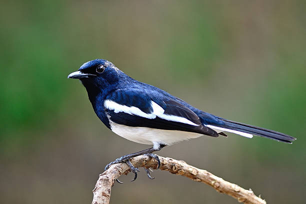 male Oriental Magpie Robin Beautiful black and white bird, male Oriental Magpie Robin (Copsychus saularis), standing on a branch, side profile oriental magpie robin bird copsychus saularis perching on a branch stock pictures, royalty-free photos & images