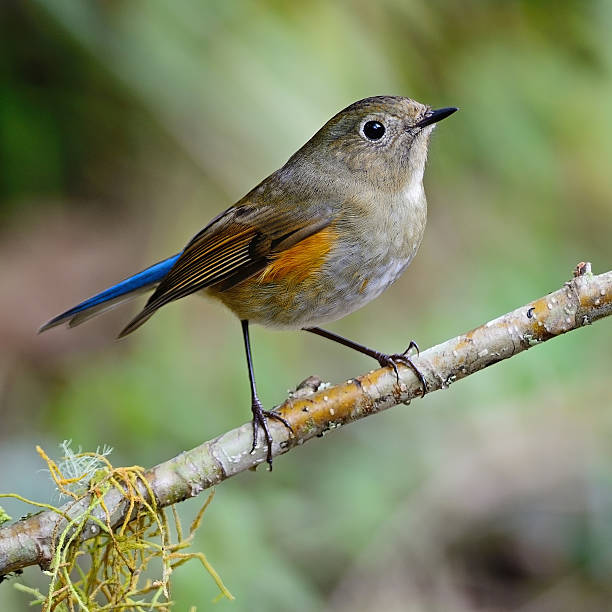 istock female Himalayan Bluetail 461982851