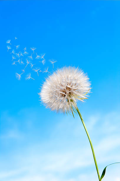 istock seeds of umbrellas fly with dandelion 461983107
