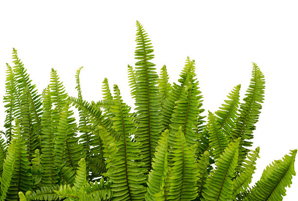 Tuber Sword Fern Tuber Sword Fern, Sword Fern. Scientific name: Nephrolepsis biserrata cr.Furcan. sword fern stock pictures, royalty-free photos & images