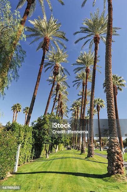 Palm Trees Line A Walking Path With Sky Stock Photo - Download Image Now - Backgrounds, Beauty, District