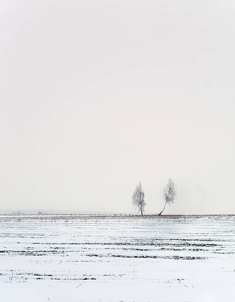 istock Two trees in the snow field 461991739