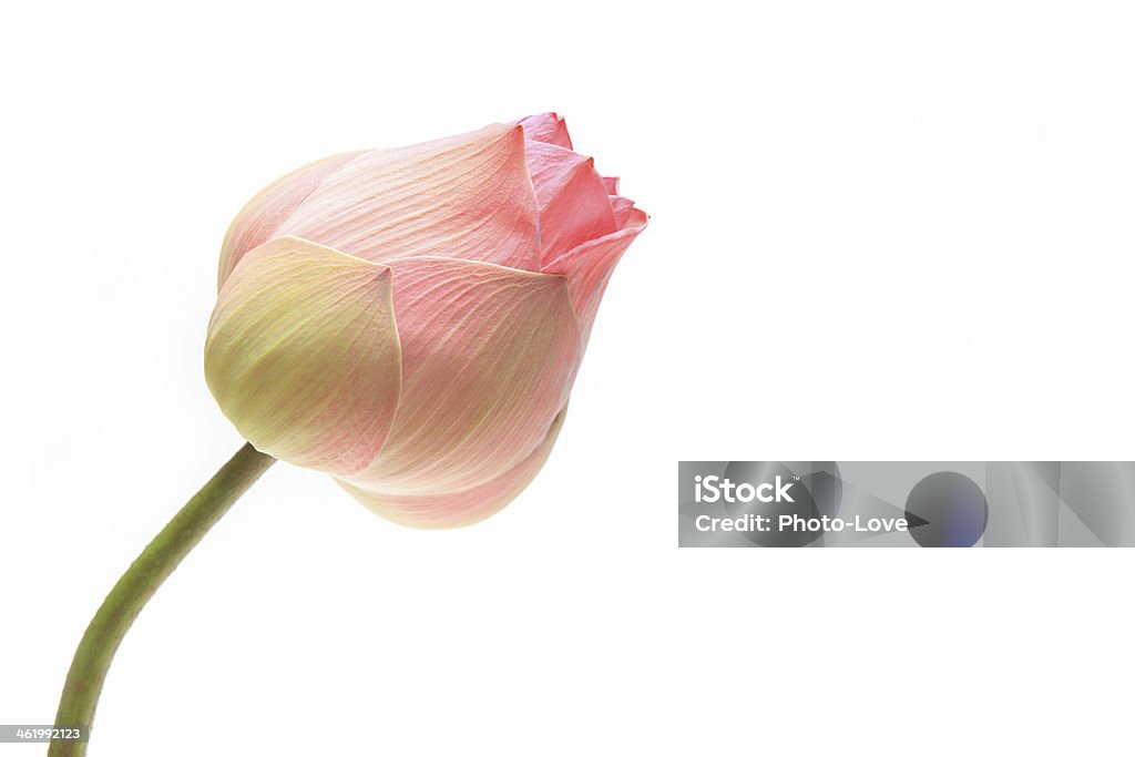 Pink lotus bud flower Lotus bud flower on white background Blue Stock Photo