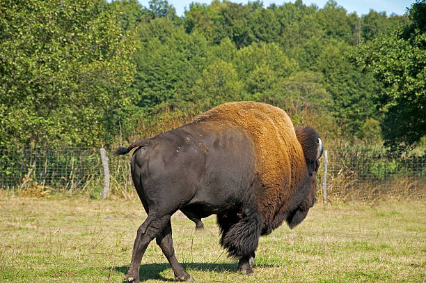 istock Breeding of the American bison 461992211