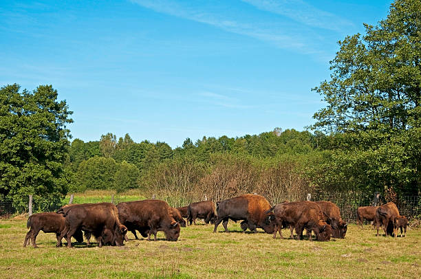 istock Breeding of the American bison 461992271