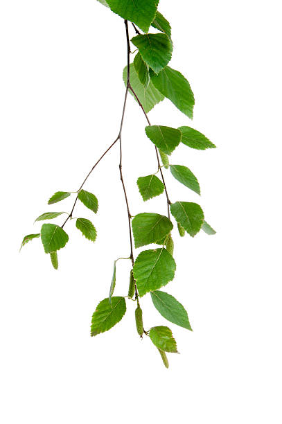 istock young branch of birch with buds and leaves isolated 461992873