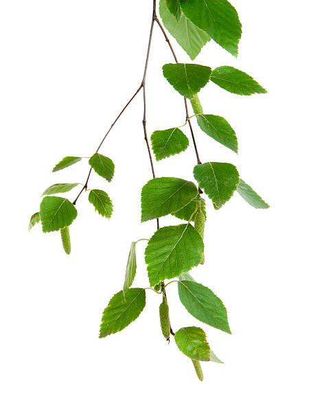 istock branch of birch on a white background 461992879