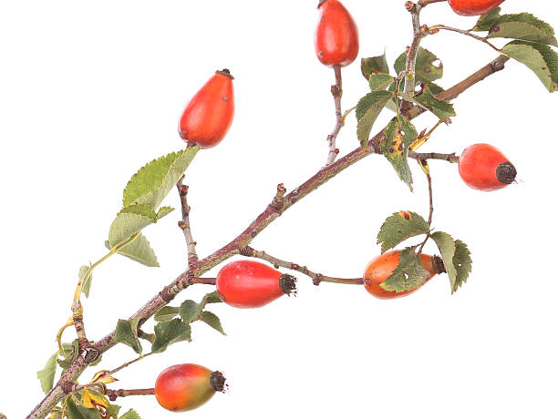 istock Isolated image of a branch rose hips. 461993553