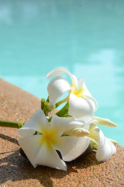 istock White flower at swimming pool 461994063