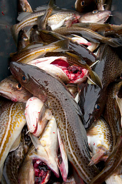 istock Deep sea fishing. The catch of cod. 461997889