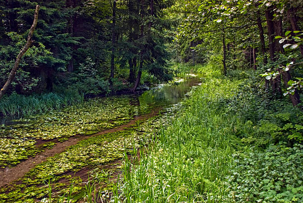 River Kamionka in the Wigry National Park. Suwalsczyzna. stock photo