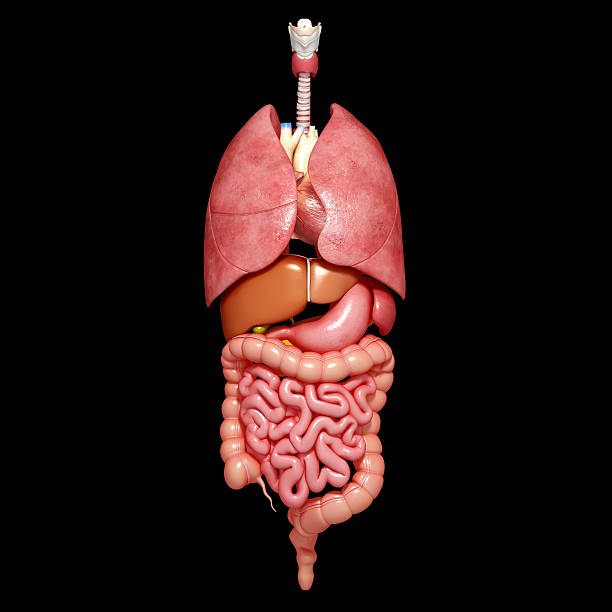 3 d illustration de tous les organes internes - pancréas humain photos et images de collection