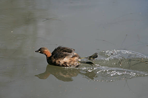 istock Little grebe, Tachybaptus ruficollis 461998871