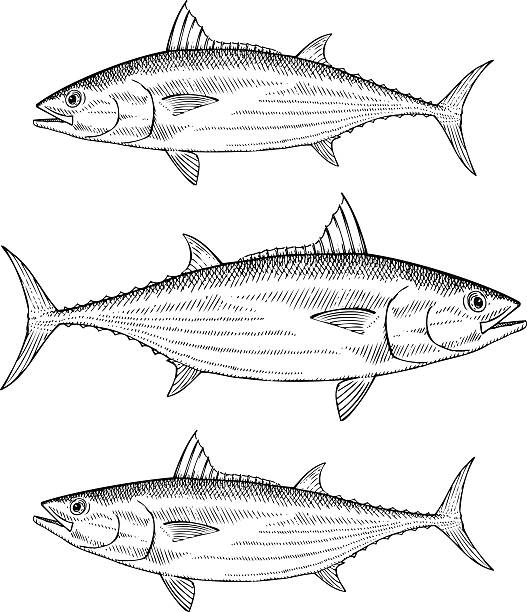 Hand drawn Skipjack Tuna Hand drawn vector illustration of a Skipjack Tuna skipjack stock illustrations