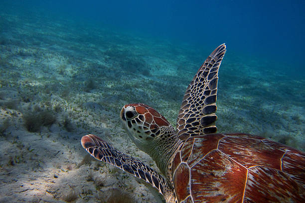 istock sea turtle in the blue water 462001727