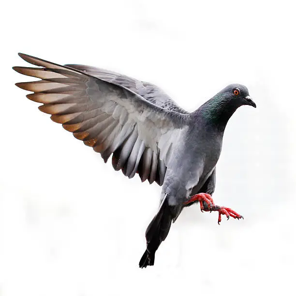Photo of A grey pigeon flying in white background 