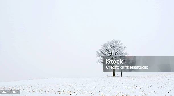 Hermoso Árbol De Invierno Con Pimpollo Foto de stock y más banco de imágenes de Agricultura - Agricultura, Aire libre, Aislado