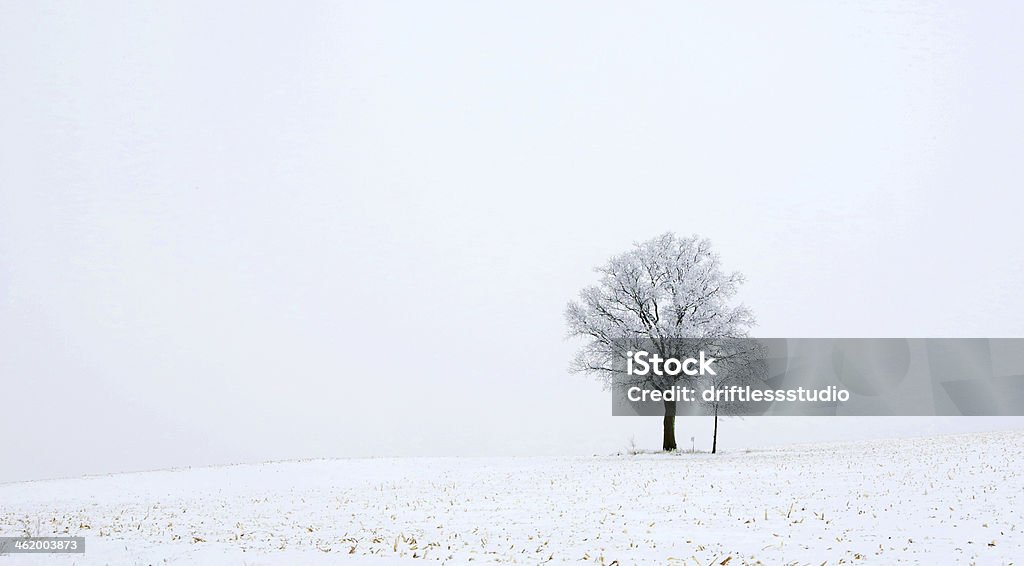 아름다운 겨울맞이 나무 묘목 - 로열티 프리 0명 스톡 사진