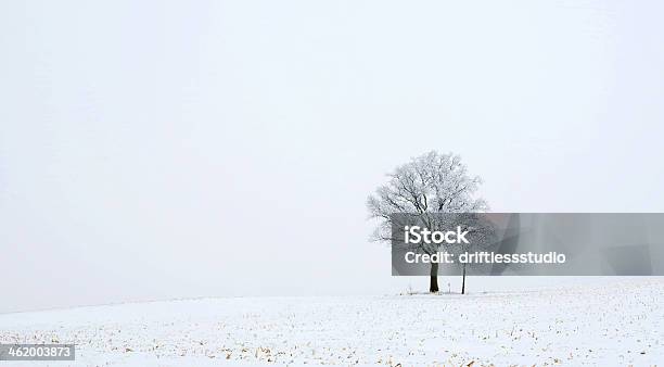 아름다운 겨울맞이 나무 묘목 0명에 대한 스톡 사진 및 기타 이미지 - 0명, 겨울, 겨울나무