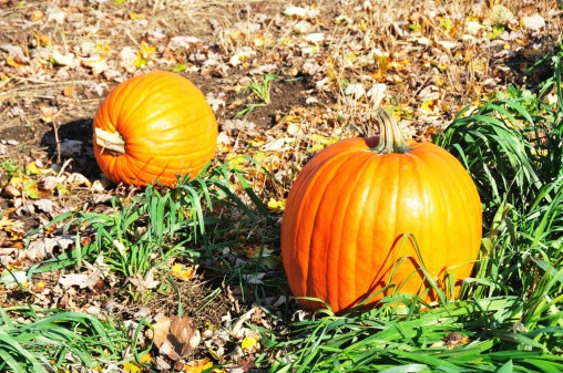 Two pumpkins by the grass.