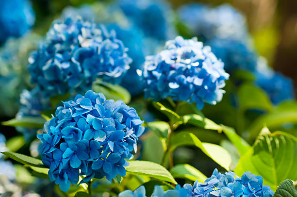 hortensie blumen - vibrant color purple botany nature stock-fotos und bilder