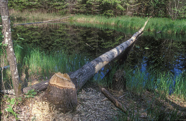 istock European beaver, Castor fiber 462006851