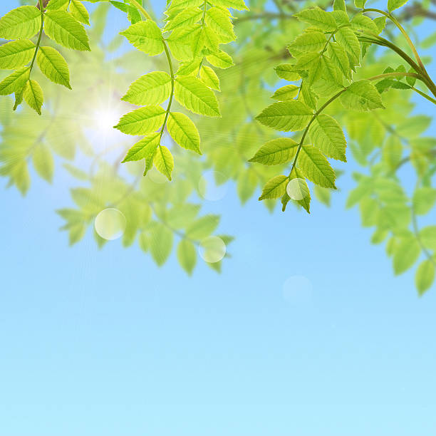 istock Postcard with fresh green foliage and place for your text 462006979