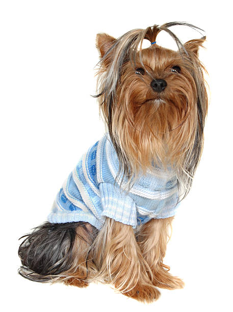 istock Dog Small . Photography Studio On A White Background. 462007279