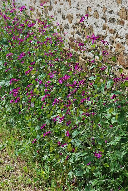 istock honesty Lunaria annua 462007573