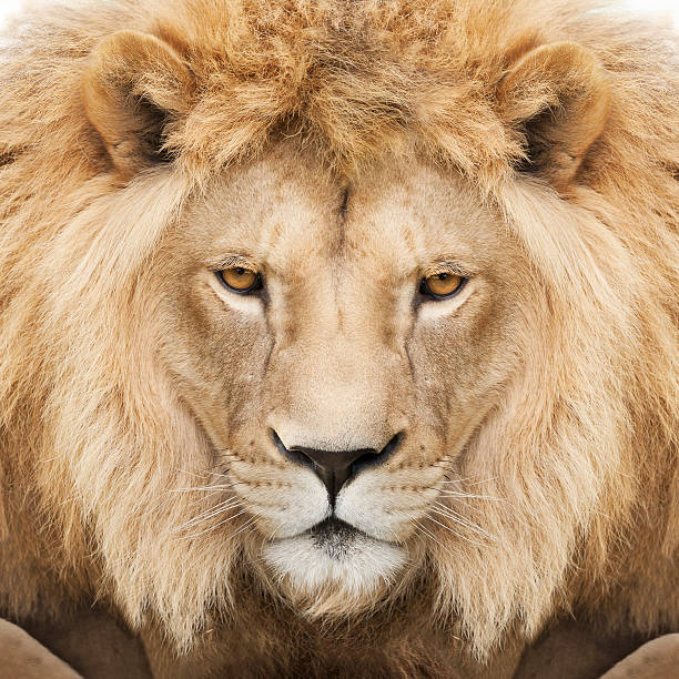 King Portrait of a majestic lion crowned with mane. roaring photos stock pictures, royalty-free photos & images