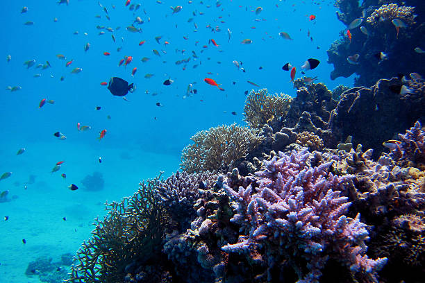 istock lot of coral and fish 462009995