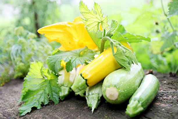 martwa natura, cukinia - zucchini zuchinni flower squash zdjęcia i obrazy z banku zdjęć