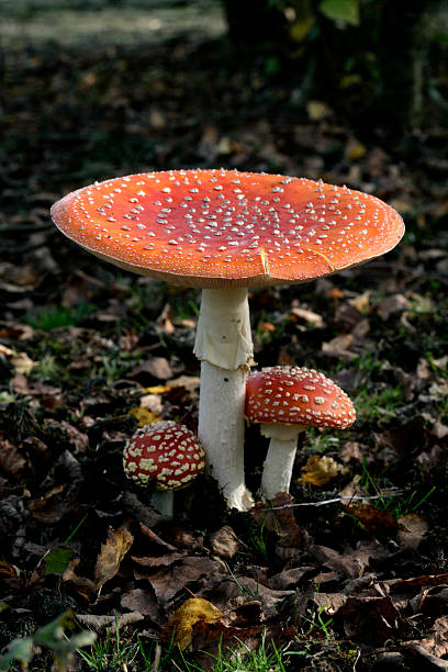 istock Fly agaric, Amanita muscaria 462011497