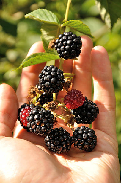 istock branch of blackberry in the arm 462018347