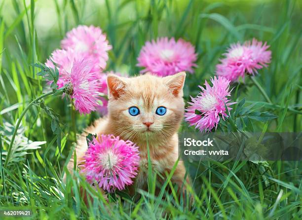 Cute Little Kitten Sitting In Flower Meadow Stock Photo - Download Image Now - Flower, Domestic Cat, Kitten