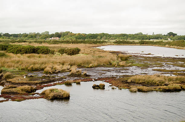 istock Salt Marsh, Keyhaven Reserve, Hampshire 462019997