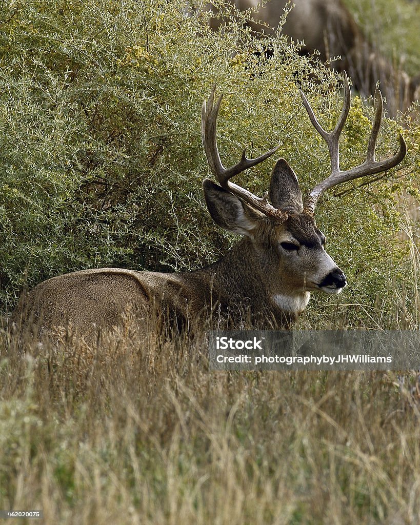 Cerf Buck Être étendu - Photo de Cerf libre de droits