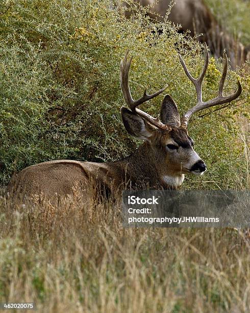 Photo libre de droit de Cerf Buck Être Étendu banque d'images et plus d'images libres de droit de Cerf - Cerf, Cerf-mulet, Cervidé