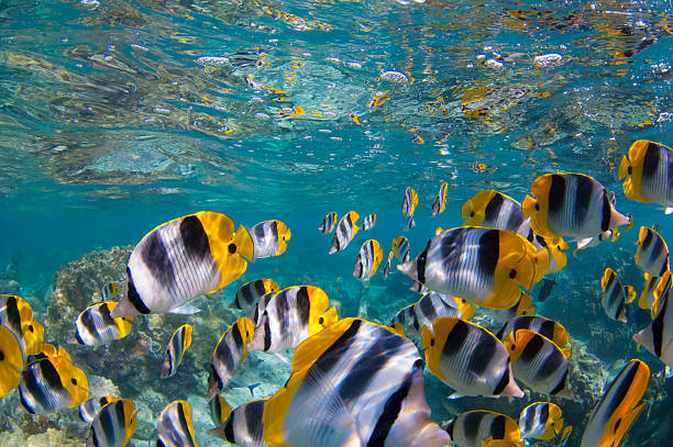 istock Butterfly Fishes 462020225