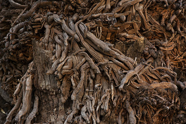 istock Trunk of an old tree with many sprouts 462020521