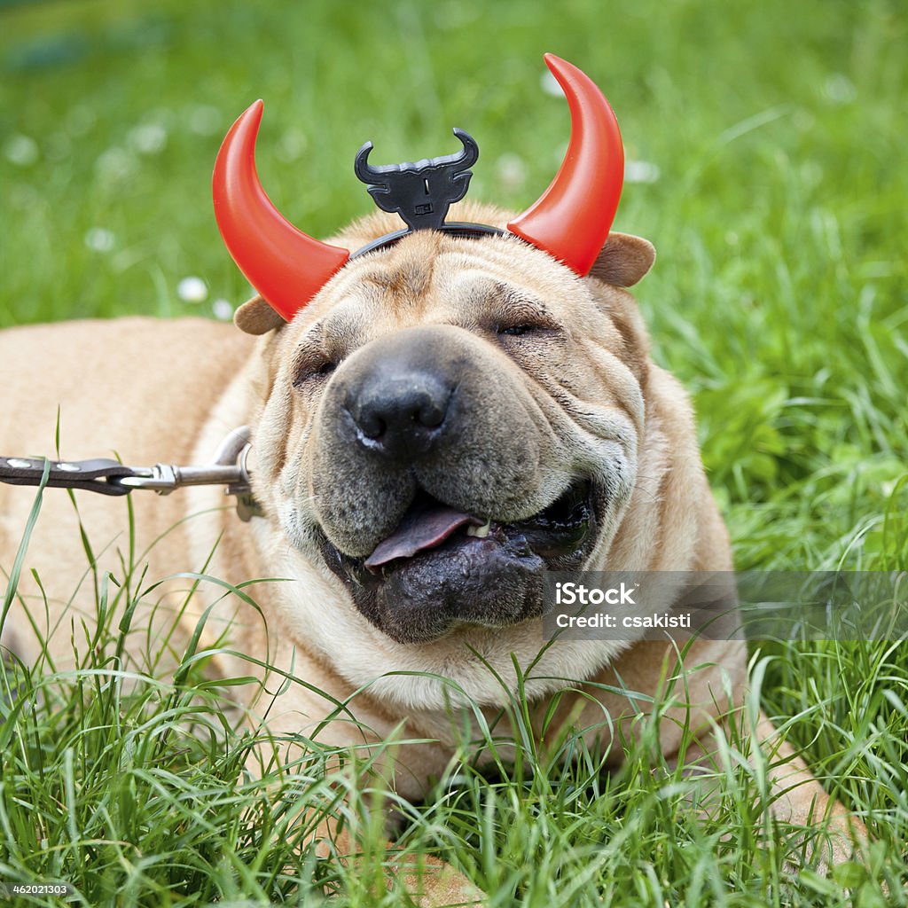 sharpei dog as devil sharpei dog wearing  devil horn Animal Stock Photo