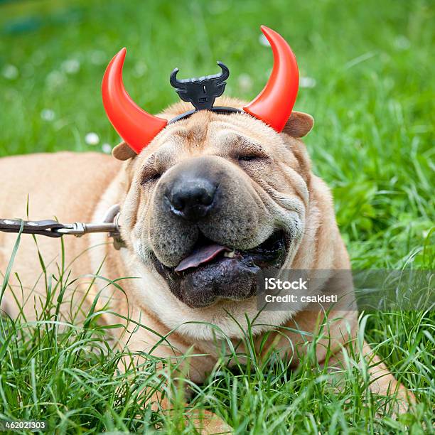 Sharpei Dog As Devil Stock Photo - Download Image Now - Animal, Animal Hair, Beauty