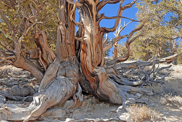 istock Acient Bristlecone Pine, White Mountains between Nevada and California 462021509