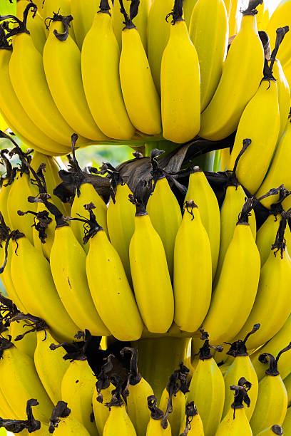 istock Namwa Banana 462025459