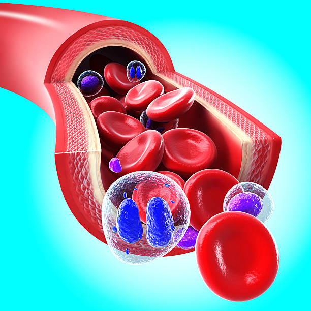 적혈구 정맥을 통해 흐르는 - human artery animal artery human vein healthcare and medicine 뉴스 사진 이미지